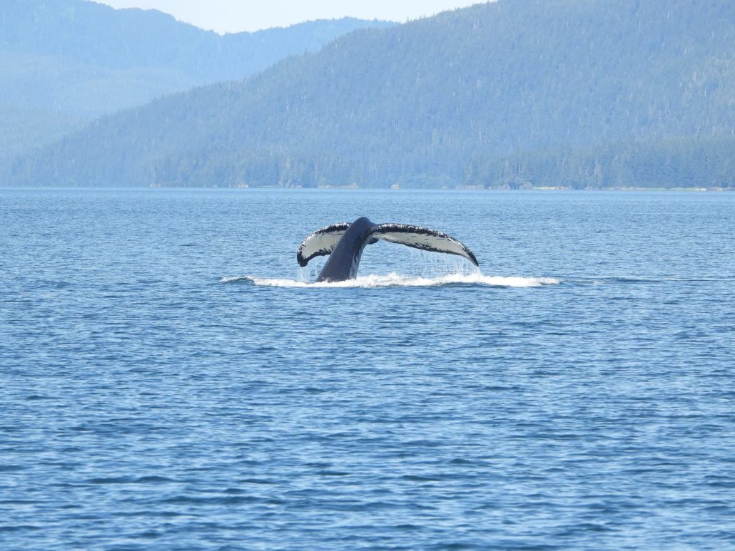 HumpbackWhales-1-1030x773