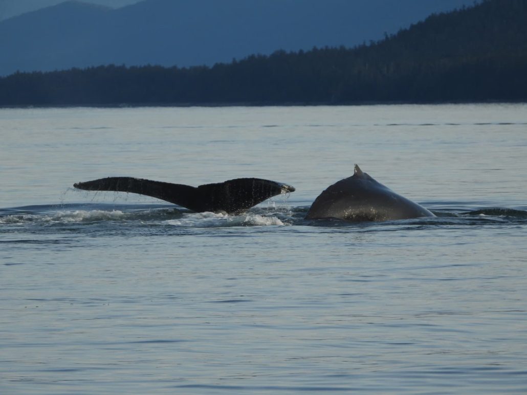 HumpbackWhales-3-1030x773