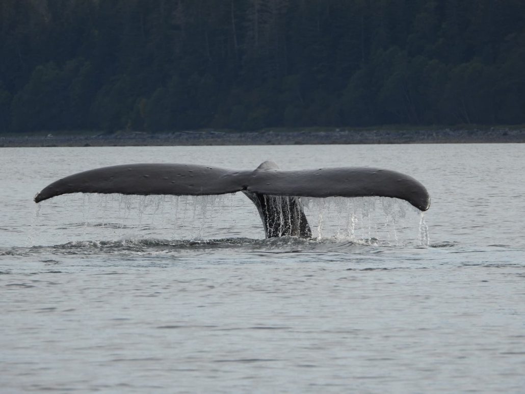 HumpbackWhales-6-1030x773